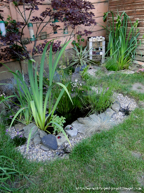 Pond-00809.png
