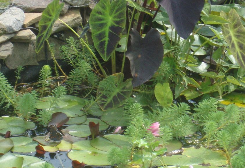 DSC04314.jpg