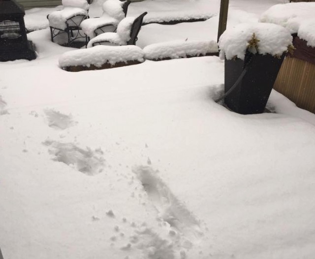 snow__1537.jpg