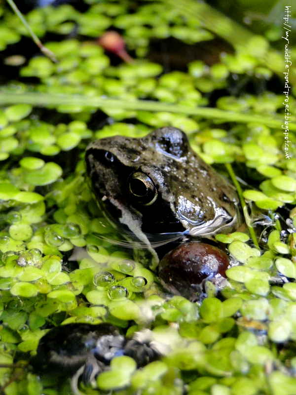 frog.png