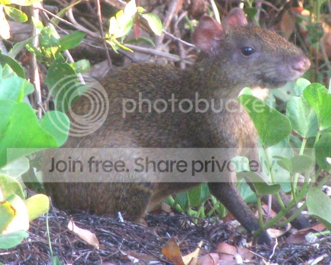 agouti_zps6a49670b.jpg