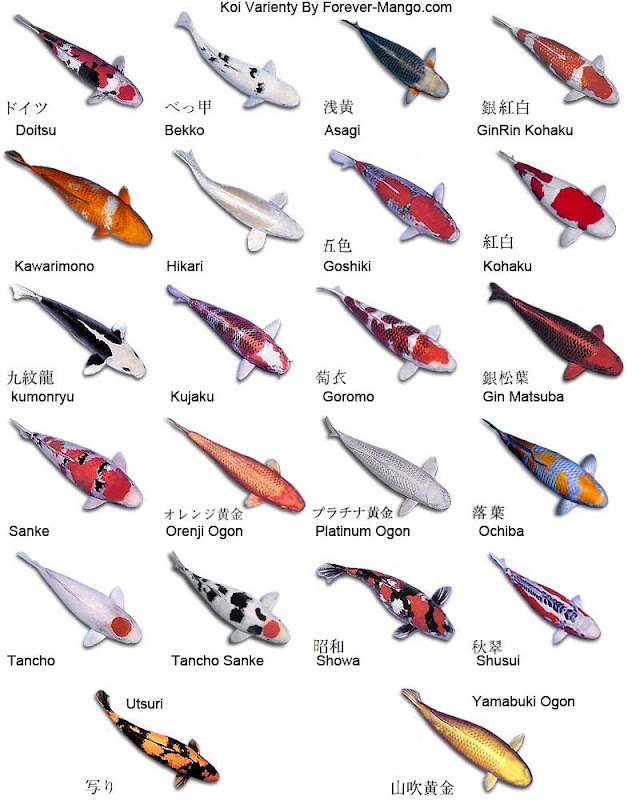 types-of-koi-fish.jpg