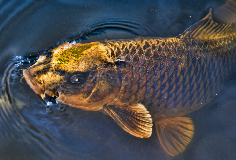 goldkoi.png