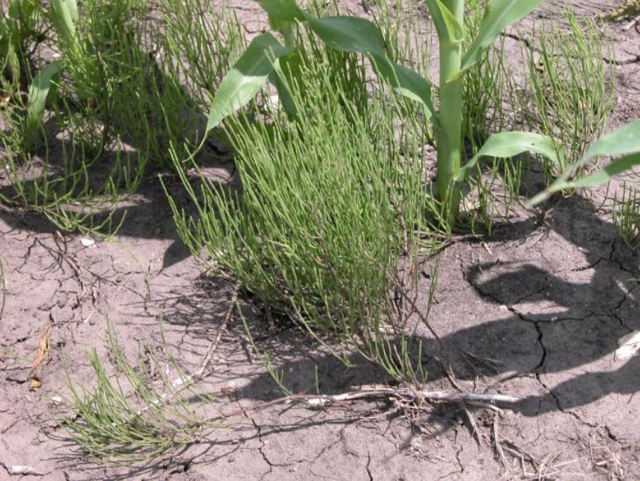 crops.extension.iastate.edu