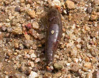 leech1.jpg