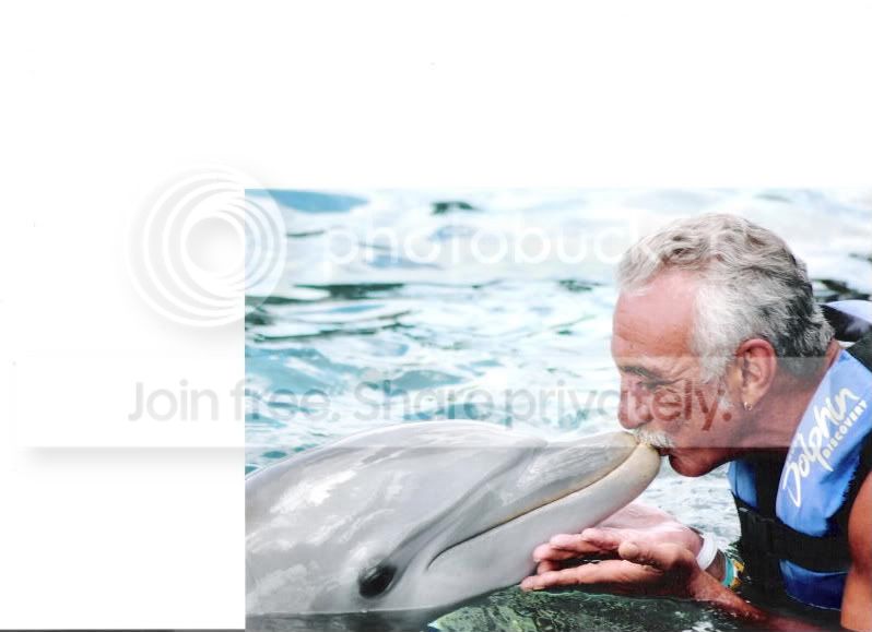 dolphins3001.jpg