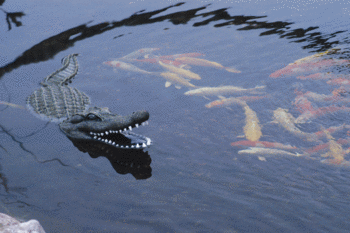 93000_Alligator_Decoy.gif