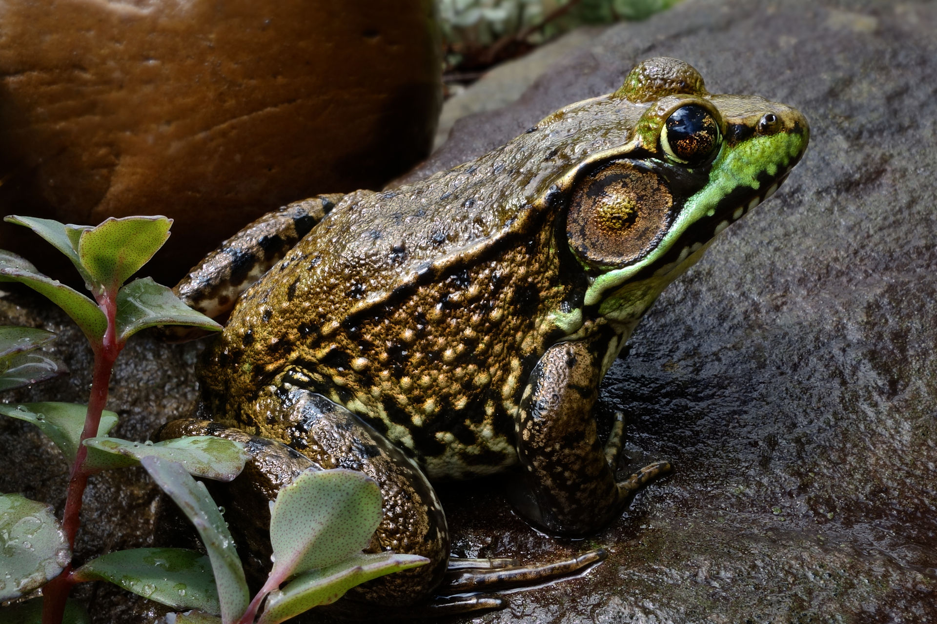 1920px-Green_Frog.jpg