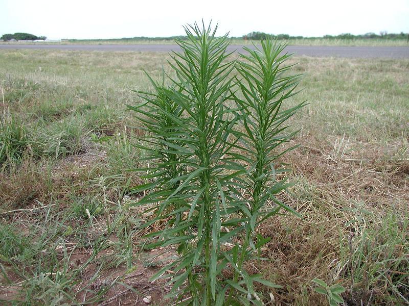 marestail.jpg