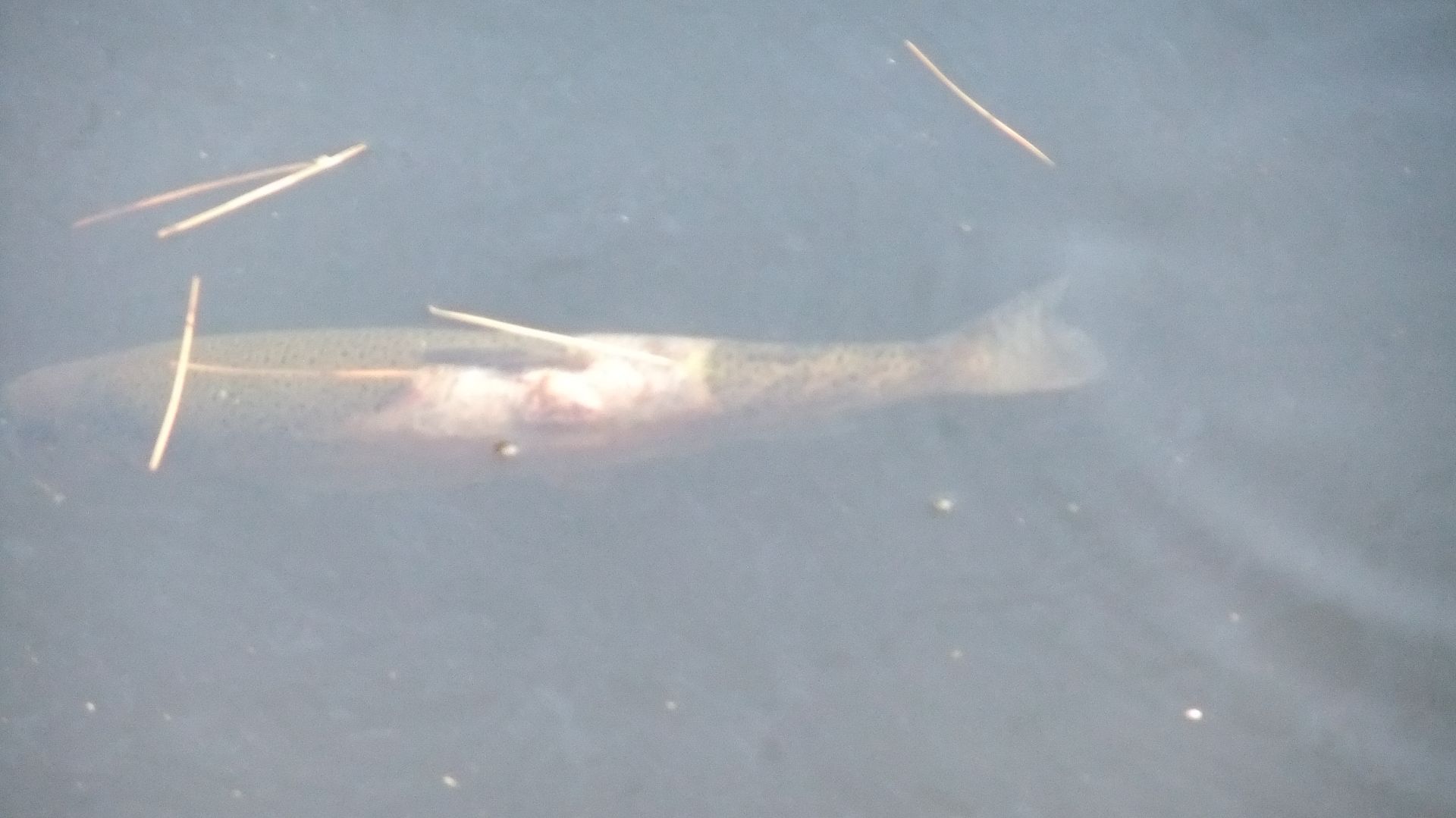 DSCF8681.jpg