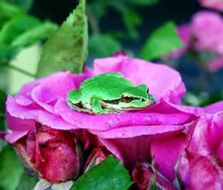 t_frog1.jpg