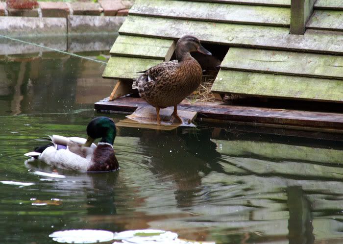 duckstoday008.jpg