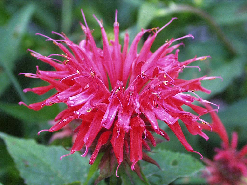 Monarda+didyma.jpg