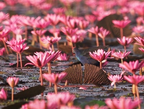 www.bbcearth.com