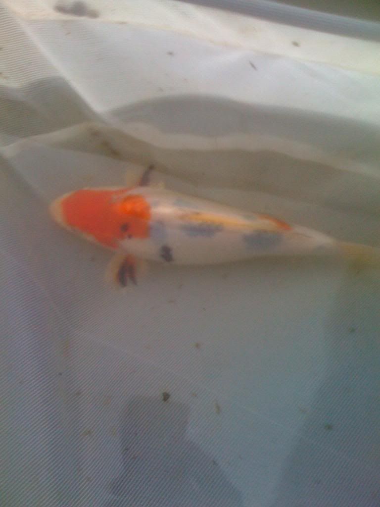 iphonepics016.jpg