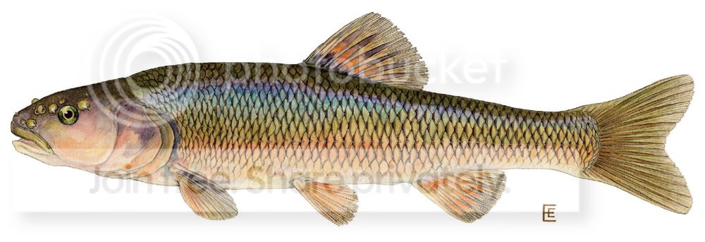 creek_chub.jpg