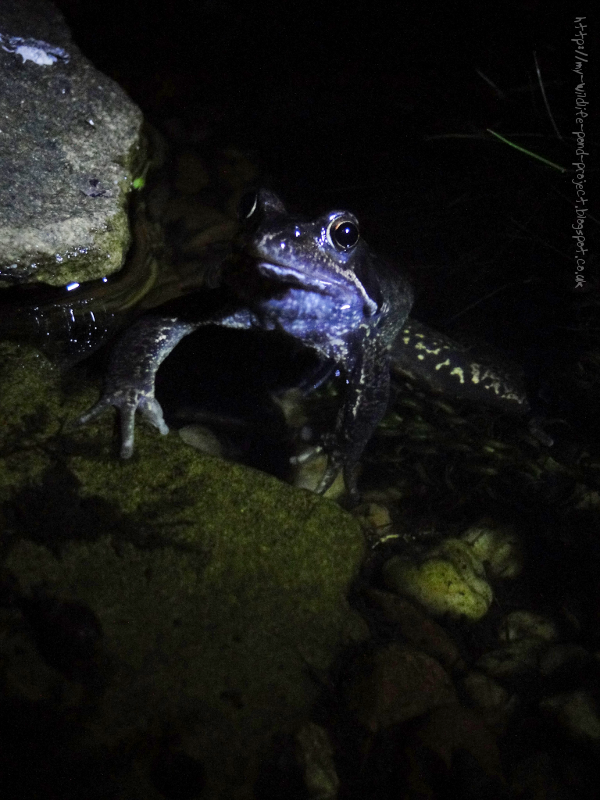 frog-16May2015.png