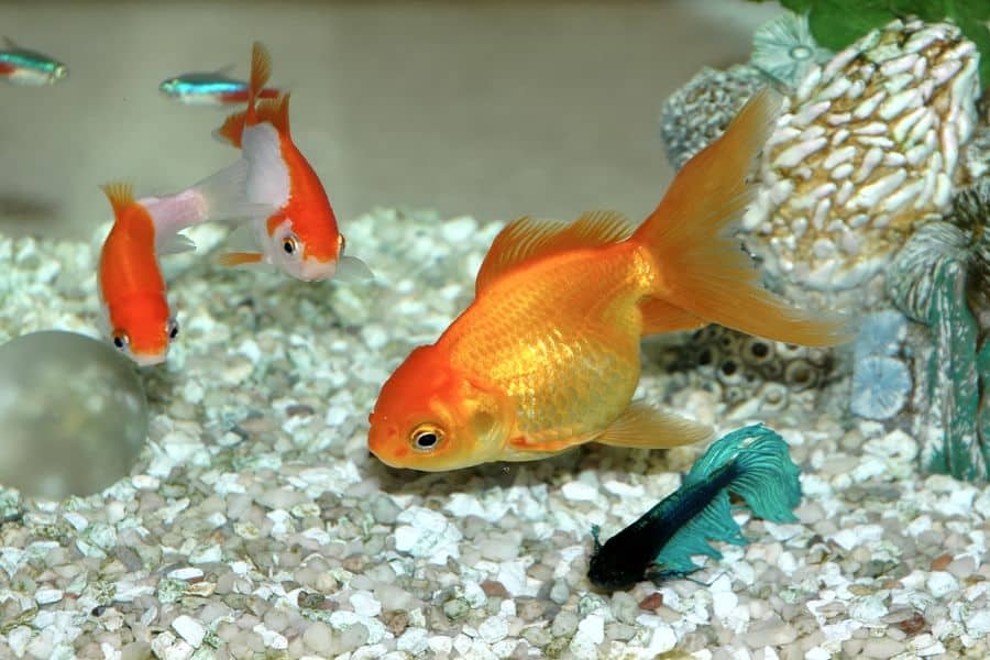 www.aquariumla.com