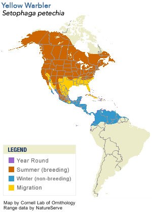 yellow_warbler.jpg