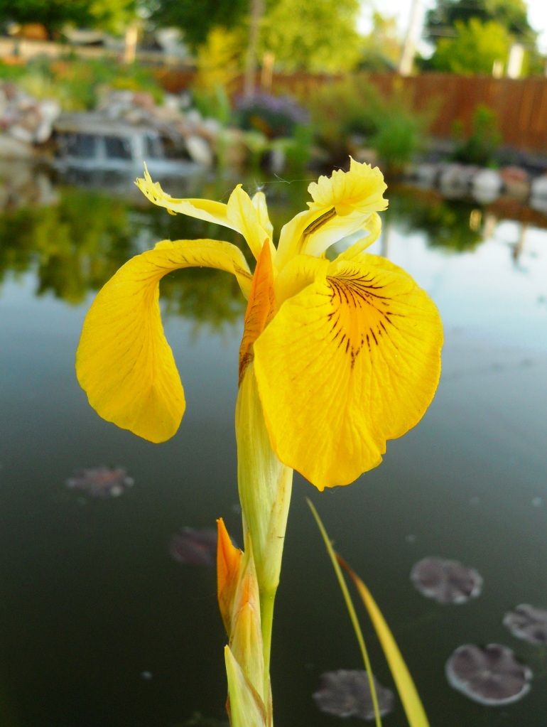 DSCN2057.jpg