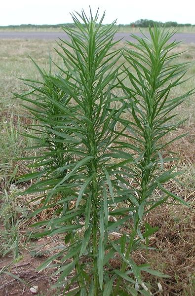 horseweed_conyza_canadensis_l_cronq001.jpg