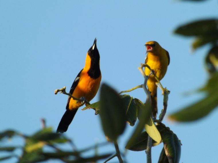 orioles026_zps7387241f.jpg
