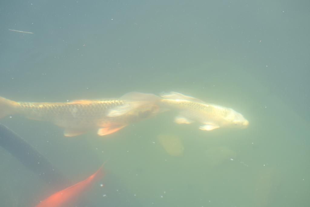 DSC_5086_zpsc9203548.jpg