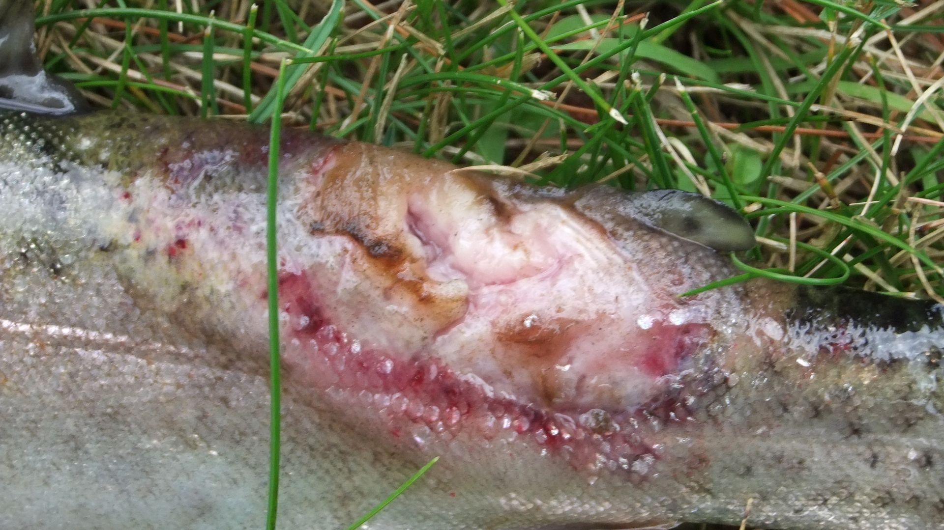 DSCF8683.jpg