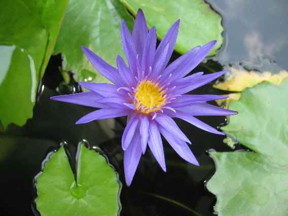 070611Midnighta.jpg