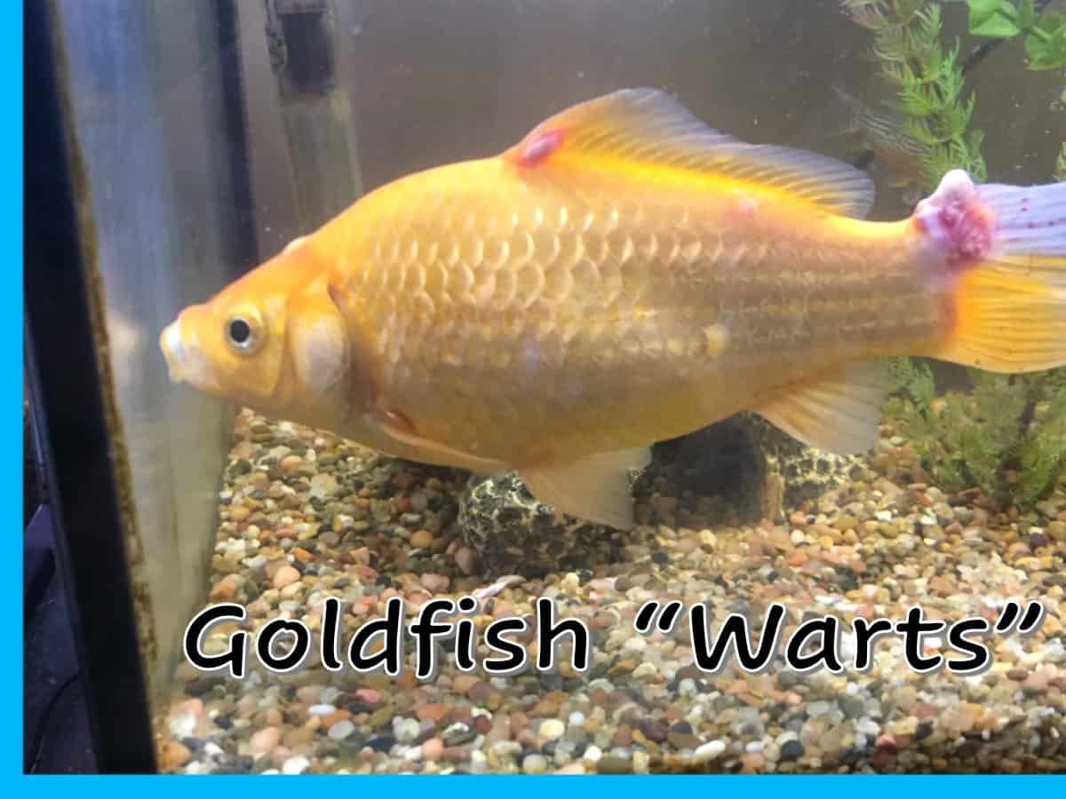 cafishvet.com