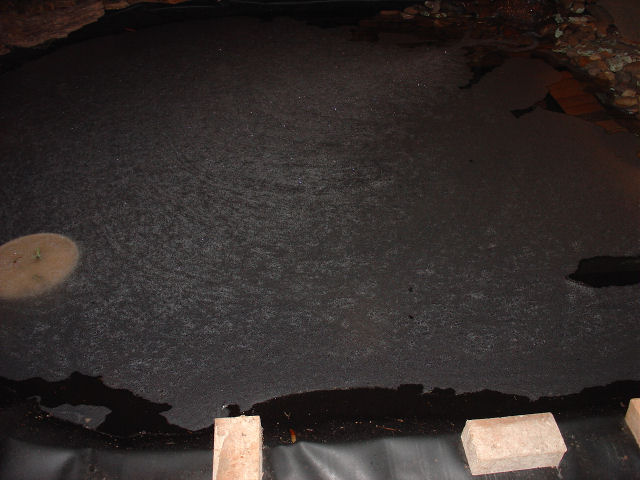 Pond20080826_Bubbles2.JPG