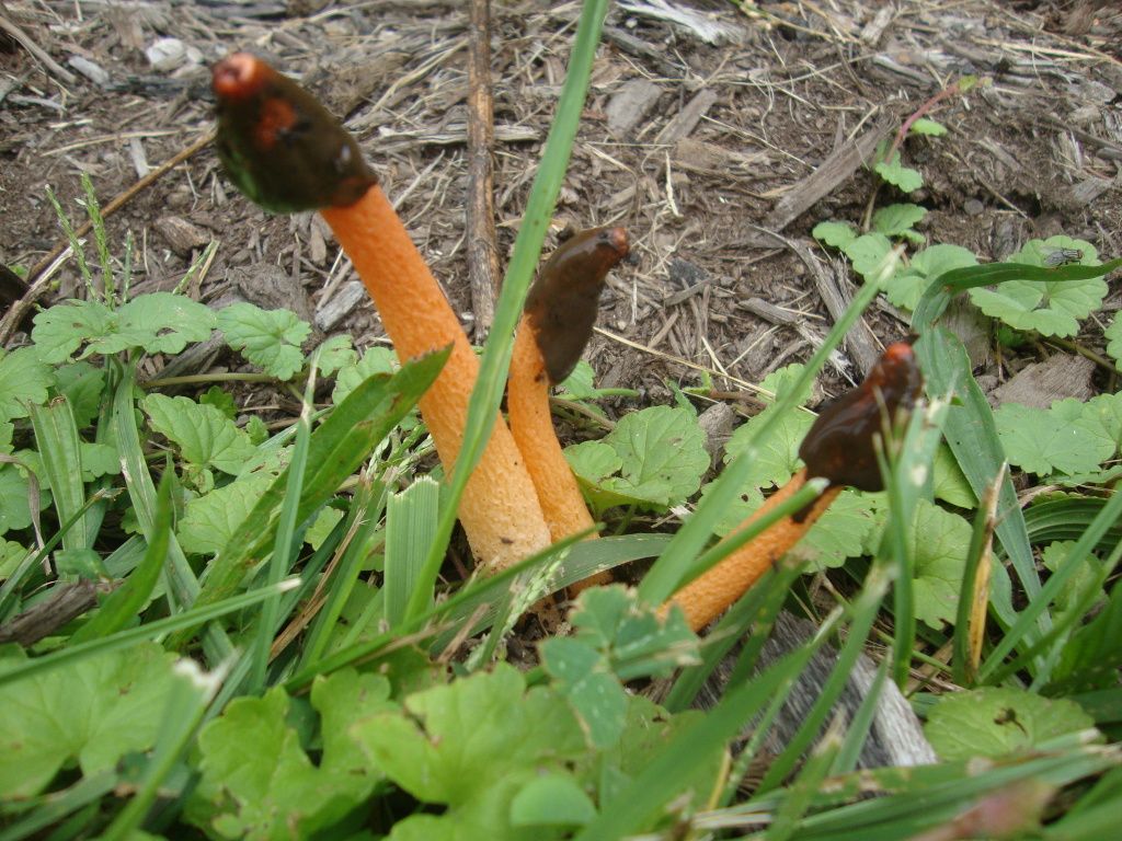 DSC04331.jpg