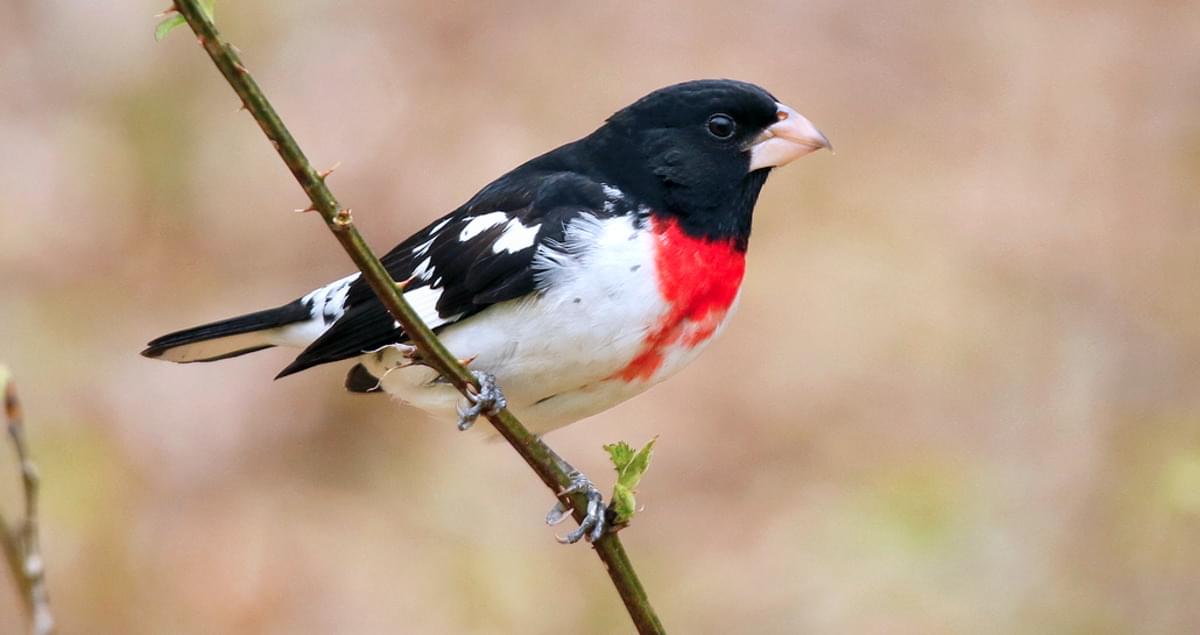 www.allaboutbirds.org