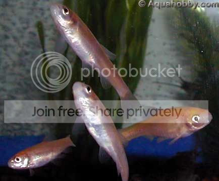 Pimephales_promelas_1.jpg
