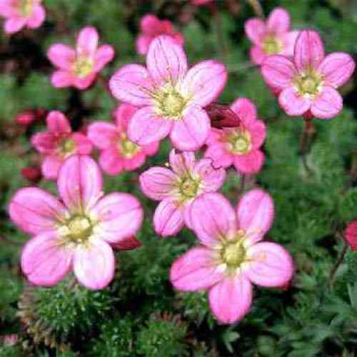 saxifraga.jpg