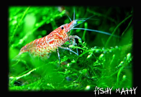 SHrimpy2-1.jpg