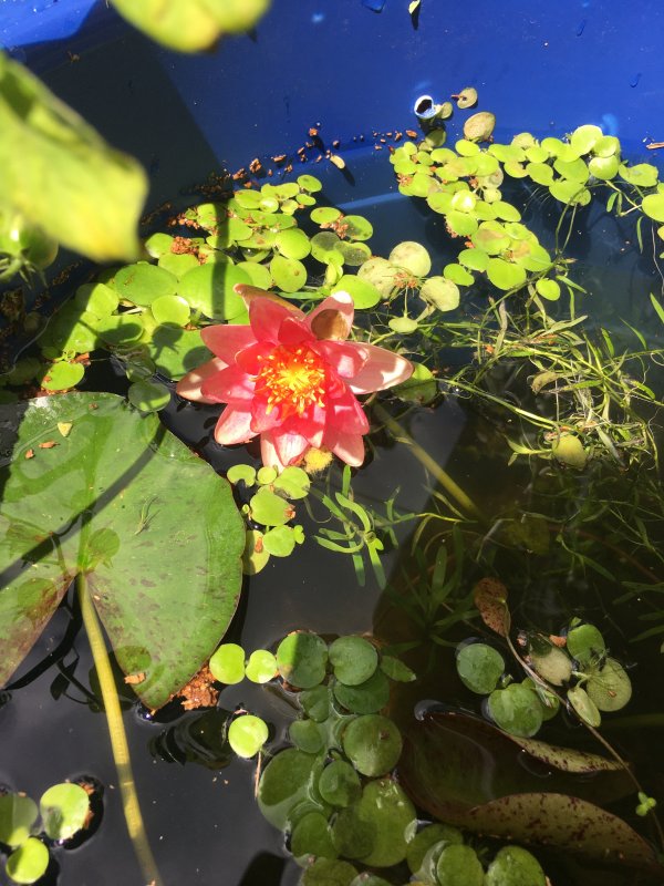 Day 2 flower.JPG