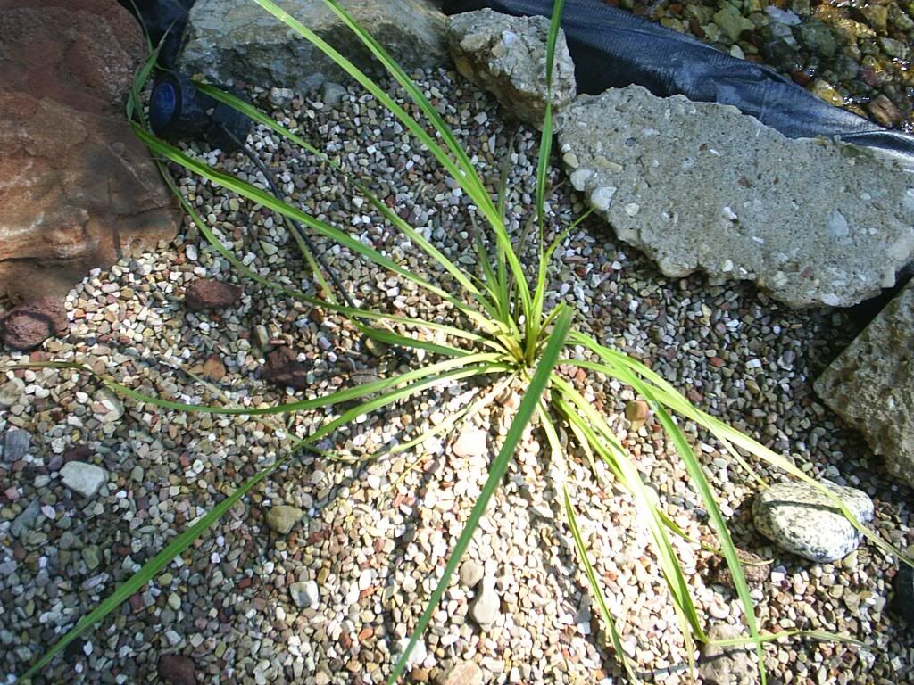GrassPlant08-04-2014.jpg