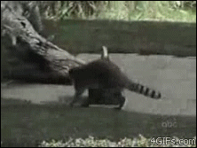 RGkgHuY.gif
