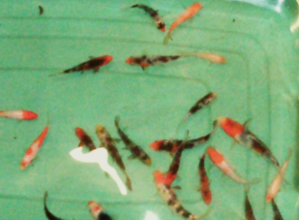PTDC0012-Copy.jpg