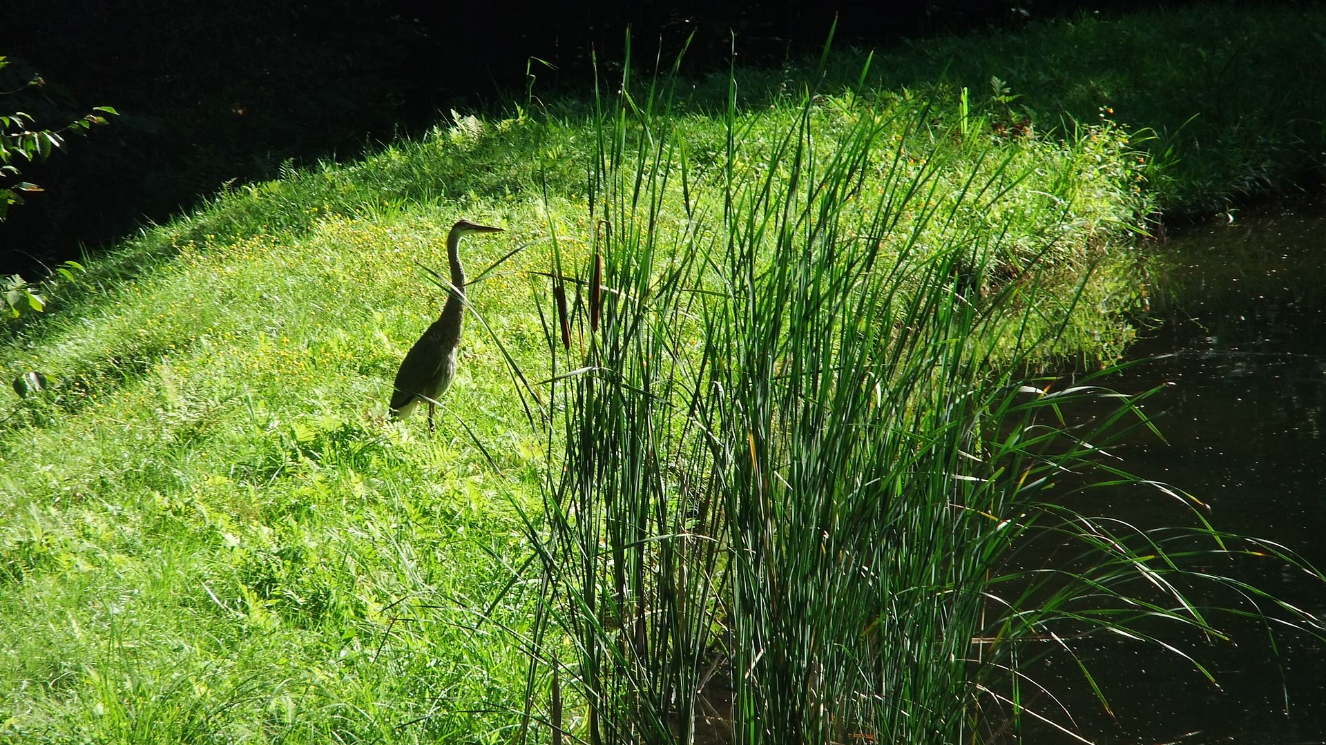 august27pond042.jpg