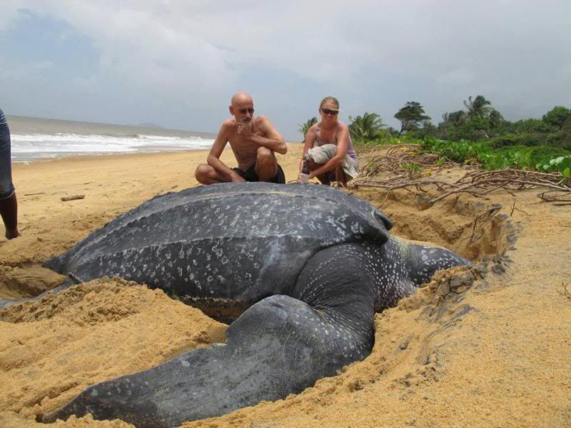 turtle1_zps4ed8311b.jpg