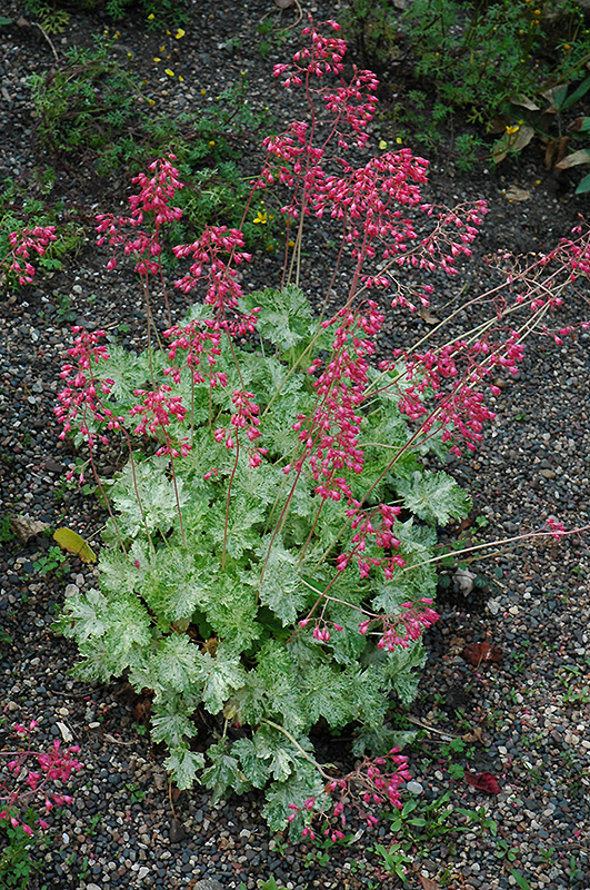 F047-16.jpg