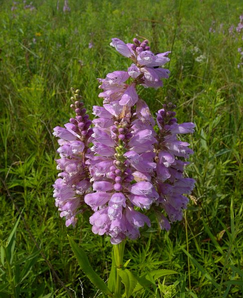 obed_plant1.jpg