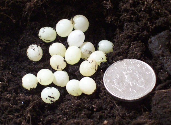 Snail%20Eggs%205p.jpg