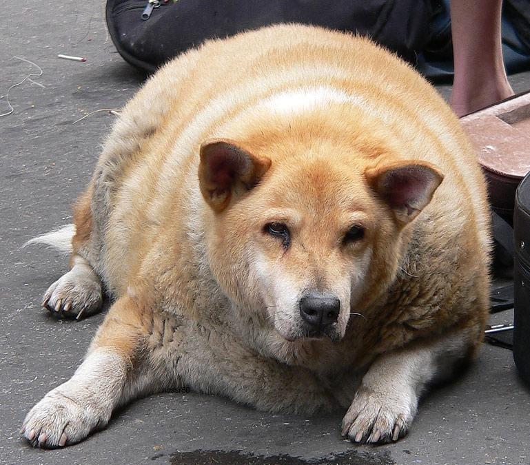 fat-dog.jpg