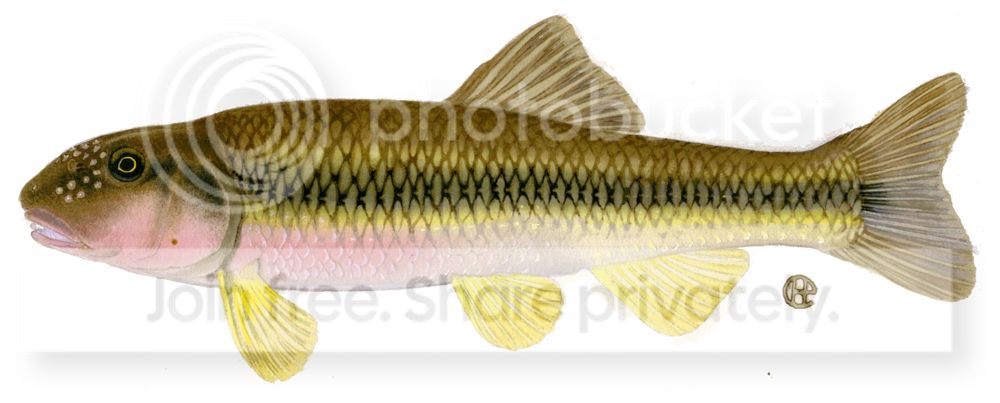 river_chub-1.jpg