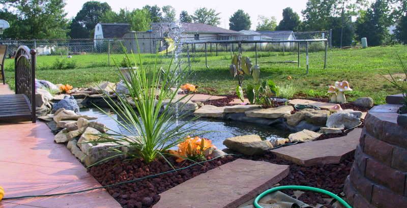 pond_plants1_8-16-09.jpg