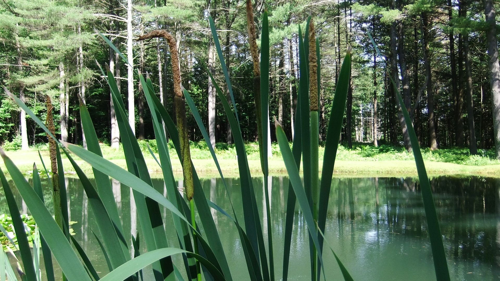 DSCF9064.jpg