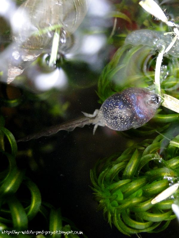 tadpoles-00867.png